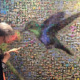 A hummingbird, symbolic of the Hummingbird Project created for those dealing with dementia