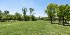 Outdoor engagement in your local park